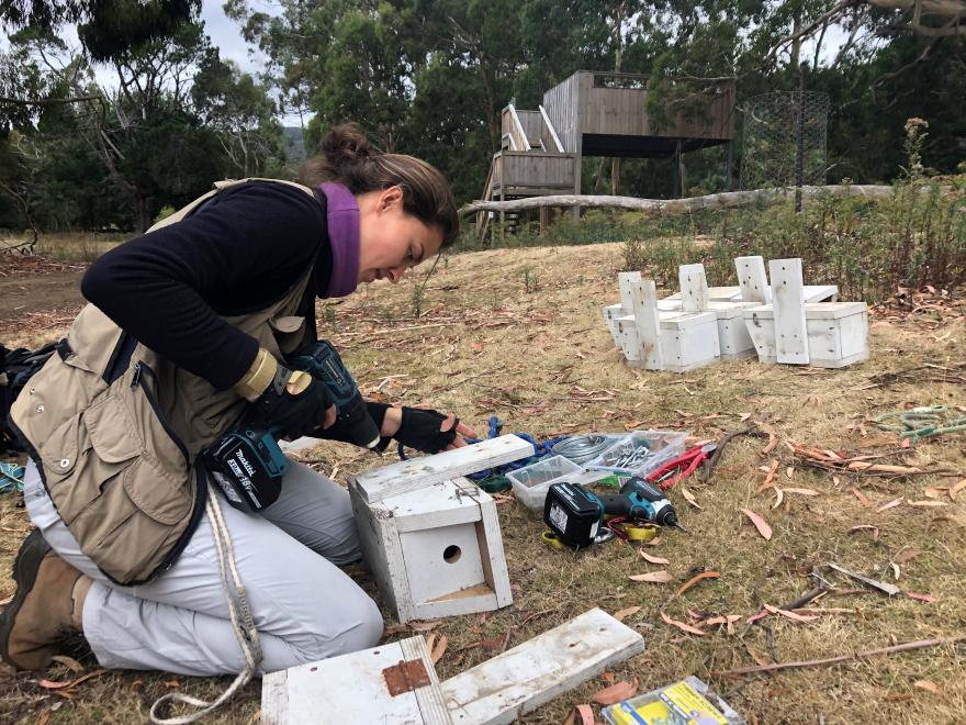 Dr Fernanda Alves setting up nest boxes