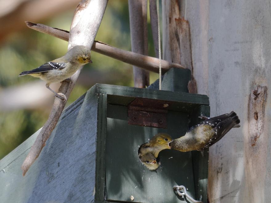 Forty-spotted Pardalotes in nesting box at Inala - Alfred Schulte