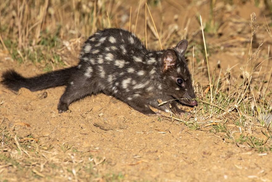 Eastern Quoll - Alfred Schulte