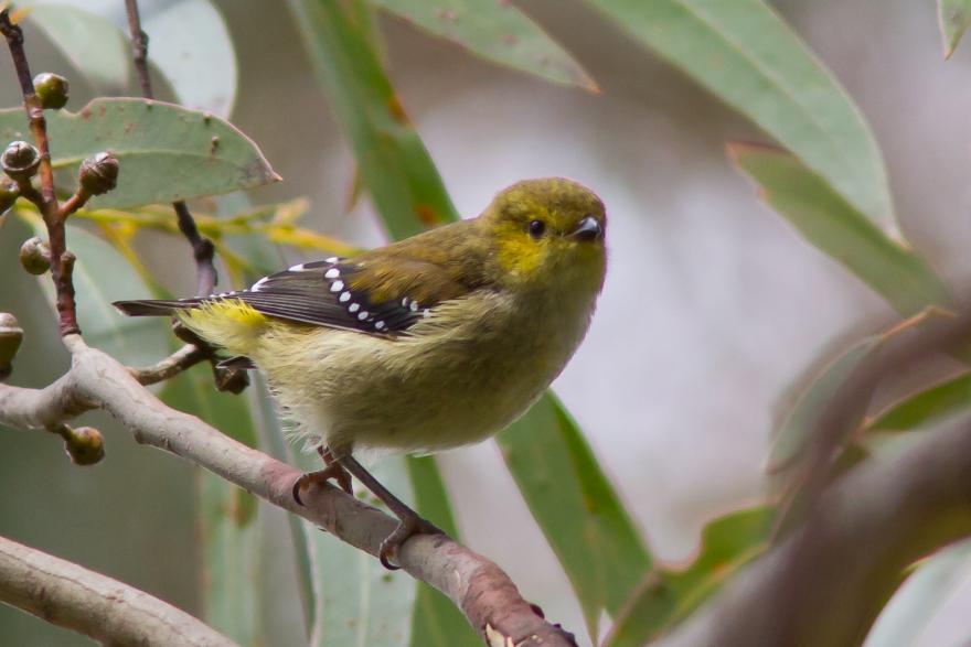 Forty-spotted Pardalote  in White Gum