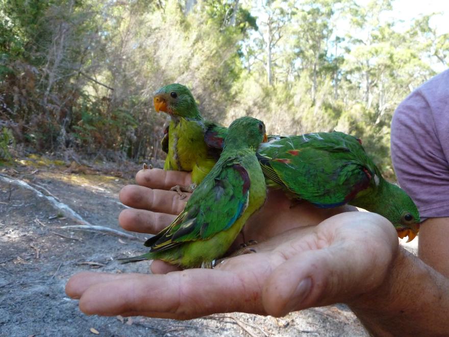 Swift Parrot research at Inala